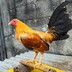 All_bantam20