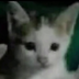 Chilling Kitty
