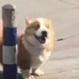 jinyanshenxingdeyuyu