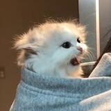 bingqilinxiaotaner