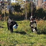 laifulifedog