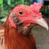 RJ Mergella