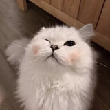 xiaowantutu