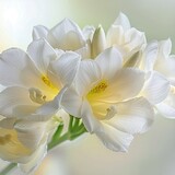 Winter Freesia