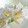 Winter Freesia