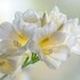 Winter Freesia