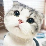 kuailexueyingyuii