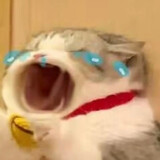 baozaocaomeigeng