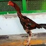 bablonk arokh