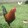 Edgar Caingles Tagaa