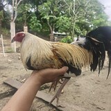 BARIZTO GF