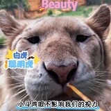 dongwuxiaoquan