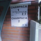 champaca