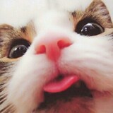 daidaidaidaiweia
