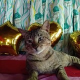 Zydren David Niorond