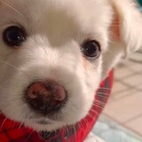 xinxinxingqiudonghua