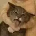 tamenjiaowolinlaotie