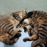 แมวป่วย_5212