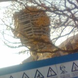 weilaichaoyang-