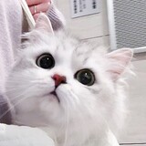 cc__________1