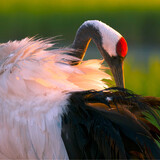 Yanchengdandinghelvyouqu