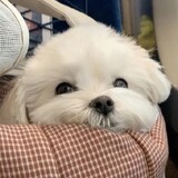 xiaotingzhenbucuo