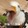 xianglakaoduck