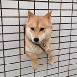 XiaoqideDream