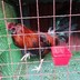 CalloBrthrsGameFowl