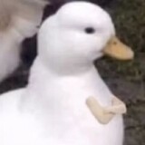 dourumianmianxingqiu