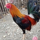 valticsgamefowl