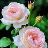 BestBeauty