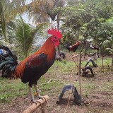 MNRGamefarm
