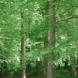 xiaofulixfl