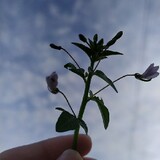 cyllx