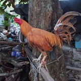 JJMbackyard