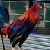 Hann's Alle GameFarm