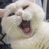 sanbaiqwq-banguaman