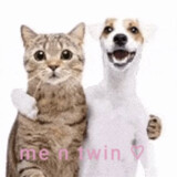 meimingzi_