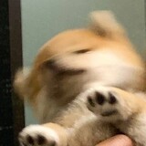 shaotamafannidie