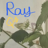 rayqa1