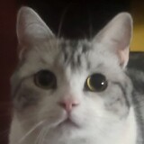 javiomomo