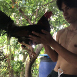 MGAA_gf