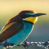 cyclo_homuraちゃん