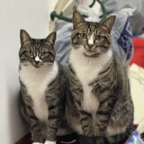 benboerbayubaboerben