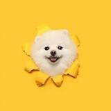 yueguangzhaixingfang