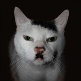 nashiwomenzaikuailea