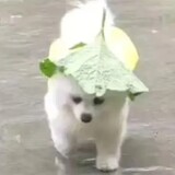 aiqitao