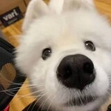 silas-li