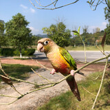 fengwuxuange